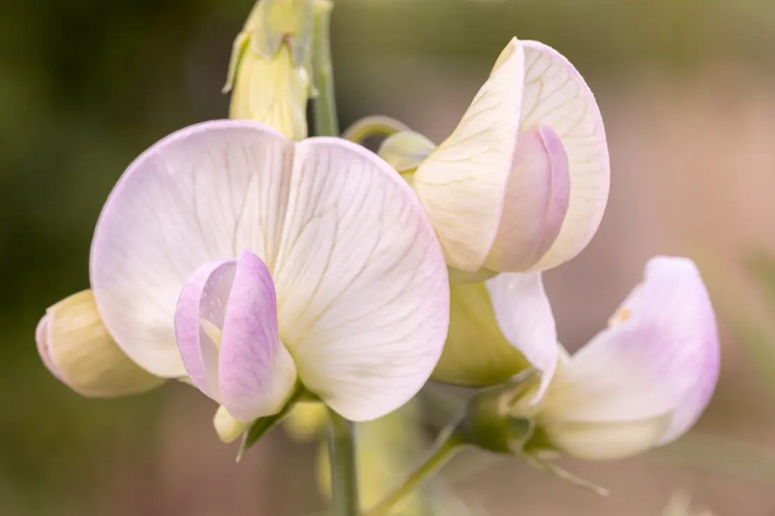 Knollige Platterbse (Lathyrus tuberosus) [2]